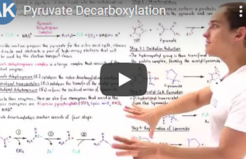 Thumbnail for AK Lecture's video "Pyruvate Decarboxylation"