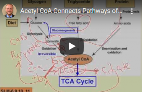 Thumbnail for Mike Birkhead's video on Acetyl-CoA