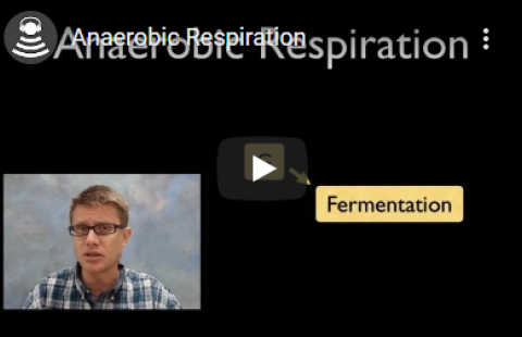 Thumbnail for Bozeman Science's video "Anaerobic Respiration"