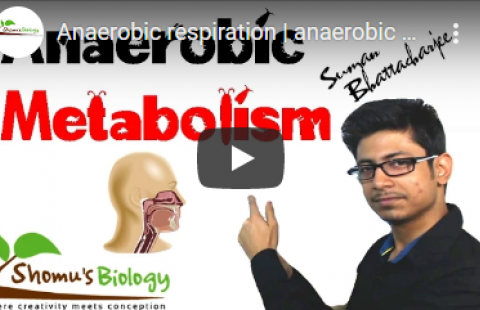 Thumbnail for Shomu's Biology's video on anaerobic metabolism