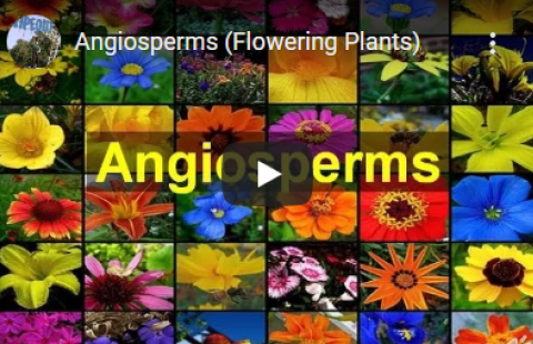 Thumbnail for Beverly Biology's "Angiosperms" video with a photo grid of different flowers