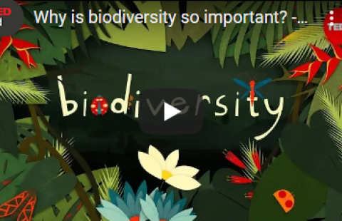 Thumbnail for TED-Ed's video "Why is biodiversity so important?" which features the word "biodiersity" on a green background of cartoon flora