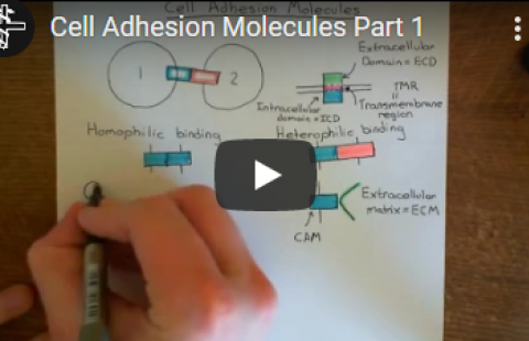 Thumbnail for Ben1944's video "Cell Adhesion Molecules Part 1"