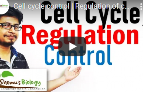 Thumbnail for Shomu's BIology's video on cell cycle control