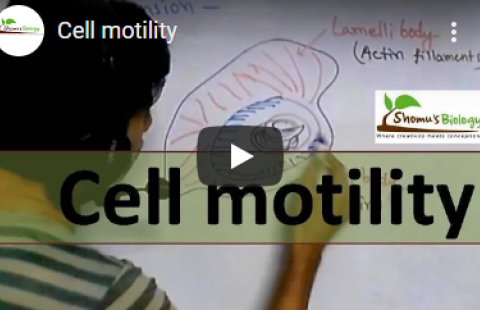 Thumbnail for Shomu's Biology's video "Cell motility"