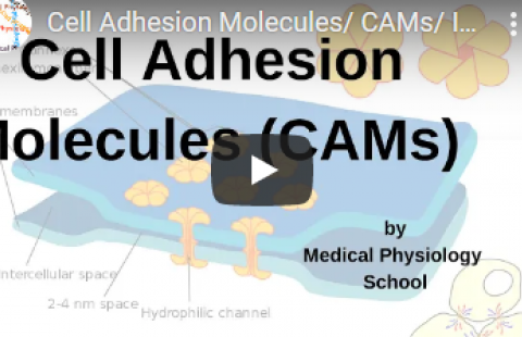 Thumbnail for Medical Physiology School's video on cell adhesion molecules