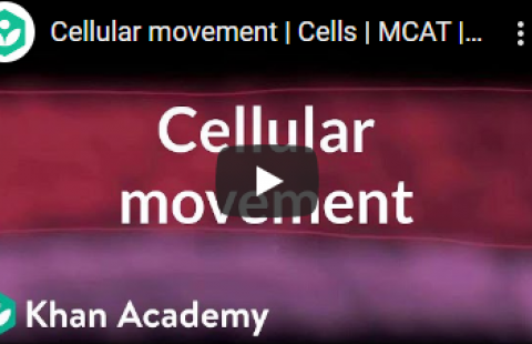 Thumbnail for Khan Academy's video "Cellular movement"