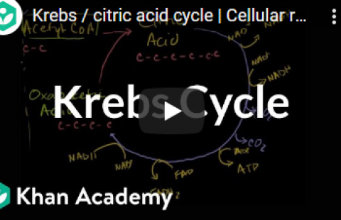 Thumbnail for Khan Academy's video "Krebs / Citric Acid cycle"