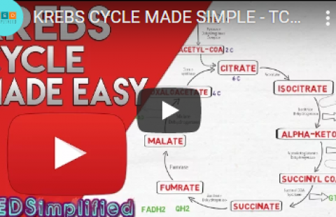 Thumbnail for MEDSimplified's video on the Krebs Cycle