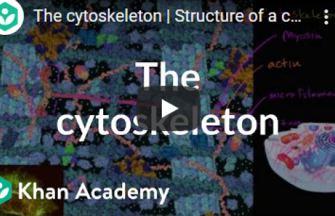Thumbnail for Khan Academy's video on the cytoskeleton
