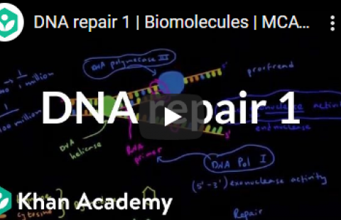 Thumbnail for Khan Academy's video "DNA repair 1"
