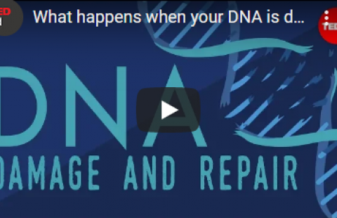 Thumbnail for TED-Ed's video on DNA damage and repair
