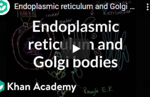 Thumbnail for Khan Academy's video "Endoplasmic reticulum and Golgi bodies"