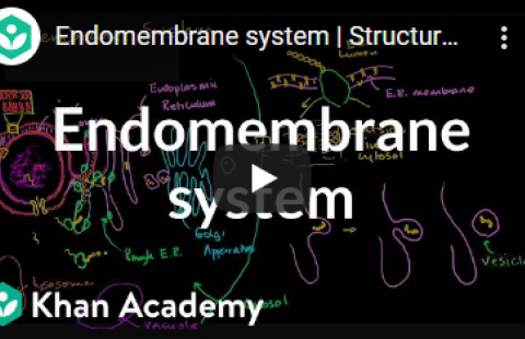 Thumbnail for Khan Academy's video "Endomembrane system"