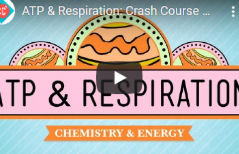 Thumbnail for Crash Course's video "ATP & Respiration"