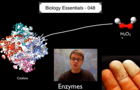 Thumbnail for Bozeman Science's video "Enzymes"