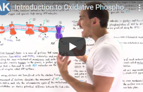 Thumbnail for AK Lecture's video on oxidative phosphorylation