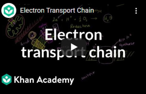 Thumbnail for Khan Academy's video "Electron Transport Chain"