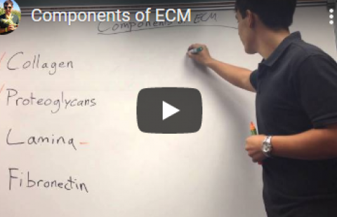 Thumbnail for David Patrick Ebertz's video "Components of ECM"