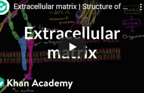 Thumbnail for Khan Academy's video on extracellular matrix