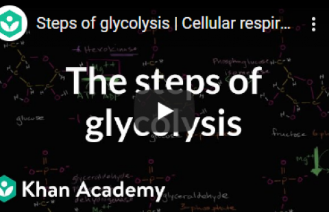 Thumbnail for Khan Academy's video "Steps of glycolysis"