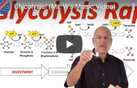 Thumbnail for sciencemusicvideos' glycolysis rap song