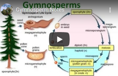 Thumbnail for Beverly Biology's "Gymnosperm Notes" video with a diagram of Gymnosperm cycle