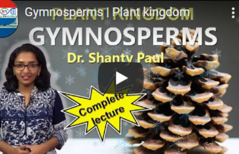 Thumbnail for Biology Nowadays' "Gymnosperms" video with Dr. Shanty Paul
