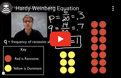 Hardy-Weinberg Equation youtube video screenshot