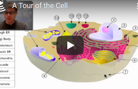 Thumbnail for Bozeman Science's video "A Tour of the Cell"