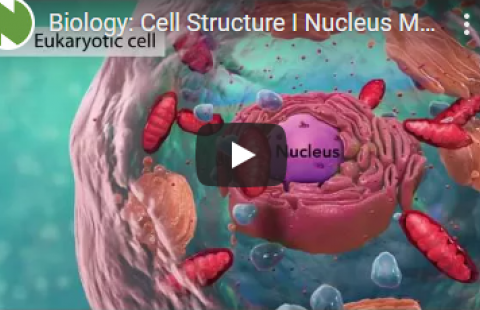 Thumbnail for Nucleus Medical Media's video on cell structure