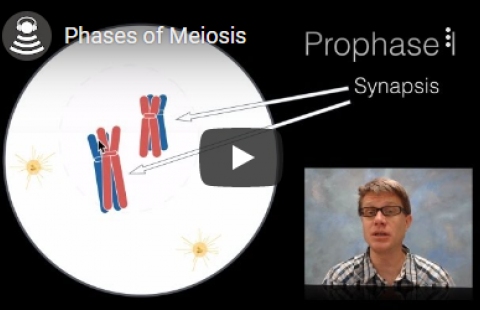 Thumbnail for Bozeman Science's video "Phases of Meiosis"