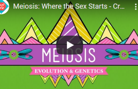 Thumbnail for Crash Course's video on meiosis