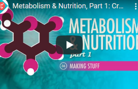 Thumbnail for Crash Course's video on metabolism and nutrition