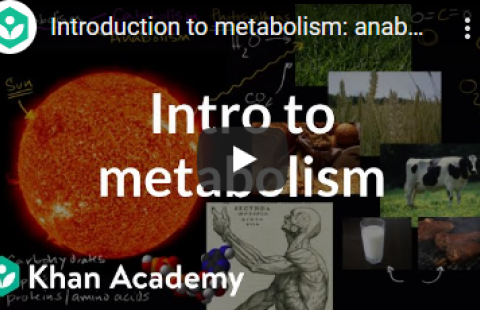 Thumbnail for Khan Academy's video "Intro to metabolism"