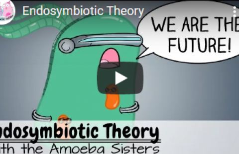Thumbnail for the Amoeba Sisters' video "Endosymbiotic Theory"