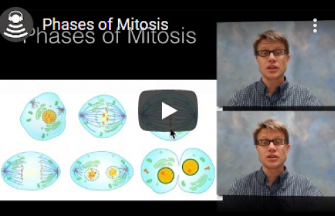 Thumbnail for Bozeman Science's video "Phases of Mitosis"