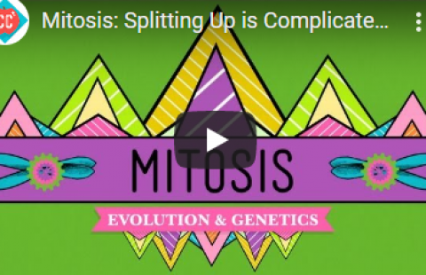 Thumbnail for Crash Course's video on mitosis