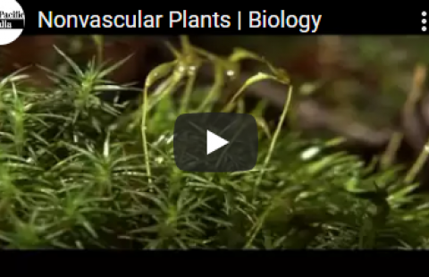 Thumbnail for Great Pacific Media's "Nonvascular Plants" video