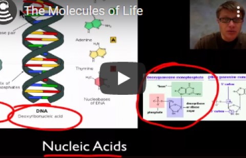 Thumbnail for Bozeman Science's "The Molecules of Life" video