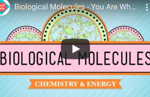 Thumbnail for Crash Course's "Biological Molecules" video