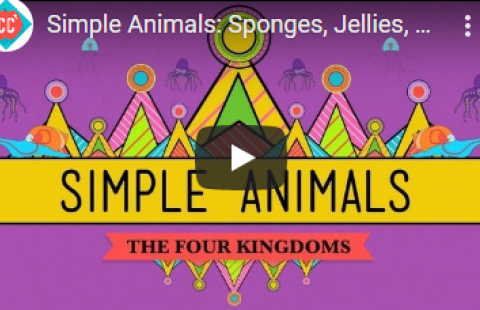 Thumbnail for Crash Course's "Simple Animals" video