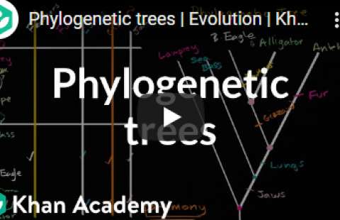 Thumbnail for Khan Academy's "Phylogenetic Trees" video