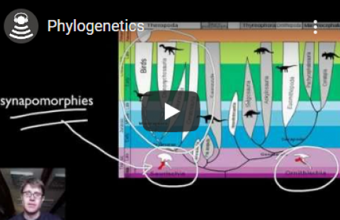 Thumbnail for Bozeman Science's "Phylogenetics" video