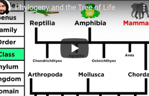 Thumbnail for Professor Dave Explains' "Phylogeny and the Tree of Life" video
