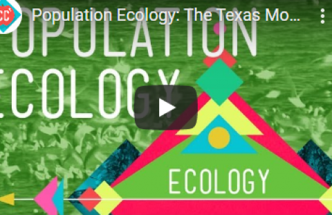 Thumbnail for Crash Course's "Population Ecology" video