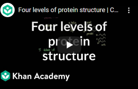 Thumbnail for Khan Academy's video "Four levels of protein structure"