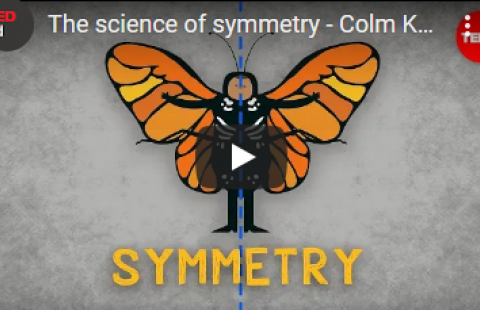Thumbnail for TED-Ed's video "The science of symmetry" with a butterfly drawing