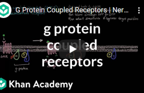 Thumbnail for Khan Academy's video on G protein coupled receptors