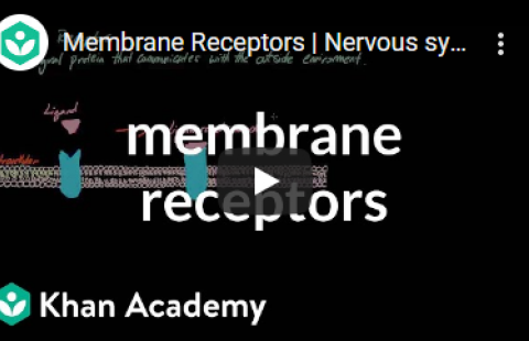 Thumbnail for Khan Academy's video on membrane receptors